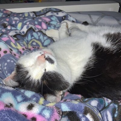 Timeline: History of Healthcare Treml