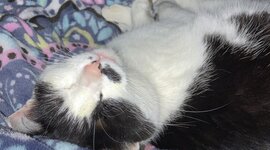 Timeline: History of Healthcare Treml