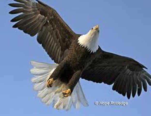 Eagle