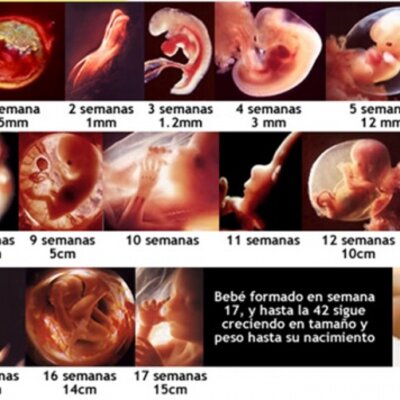 Timeline: DESARROLLO PRENATAL