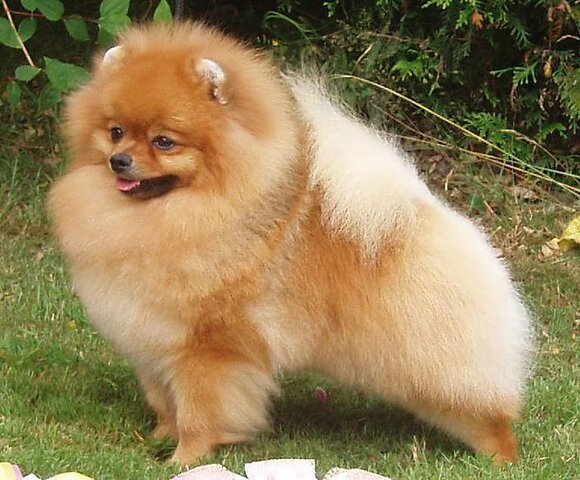 My first dog passing away