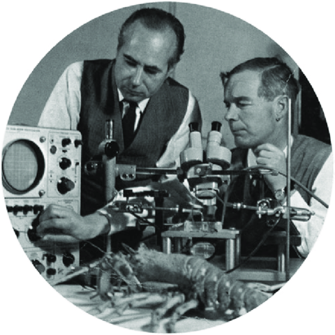 Alan Hodgkin, Andrew Huxley y Bernard Katz