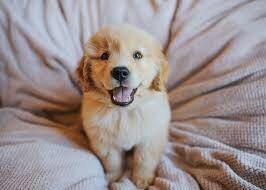 Getting a Golden retriever puppy