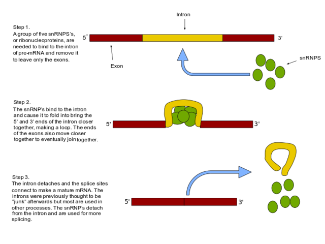 Splicing Genes