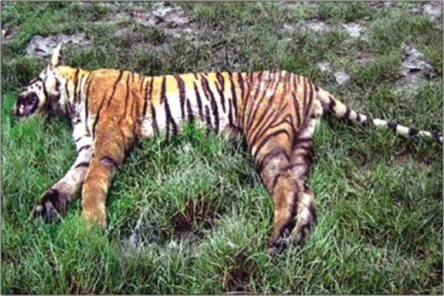 The tiger's last day