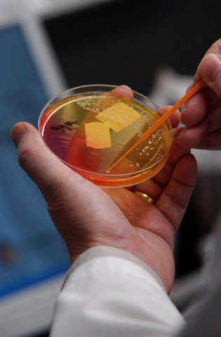 World standard of food safety.