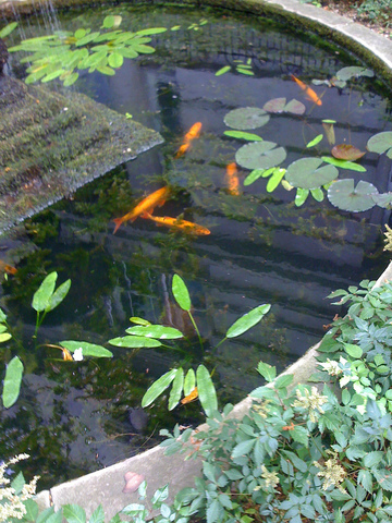 Domestic Ponds (Nan song Dynasty)