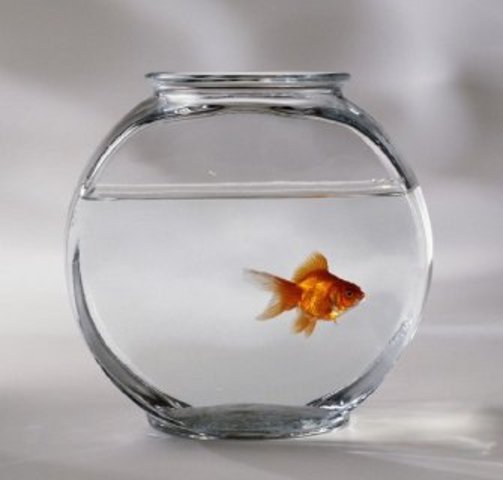 Goldfish as Pets (Ming Dynasty)