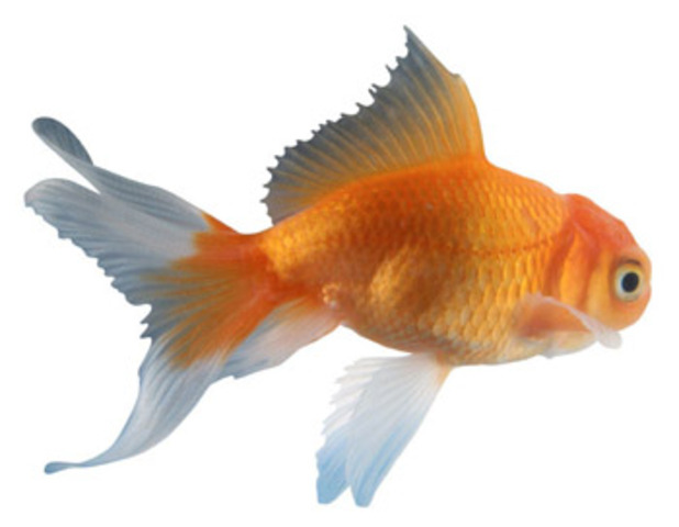 Goldfish develope more colors (Ching Dynasty)