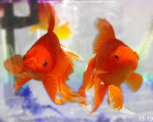 Goldfish being Bred