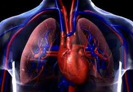 La circulación sanguínea