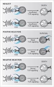 The graying of T cells