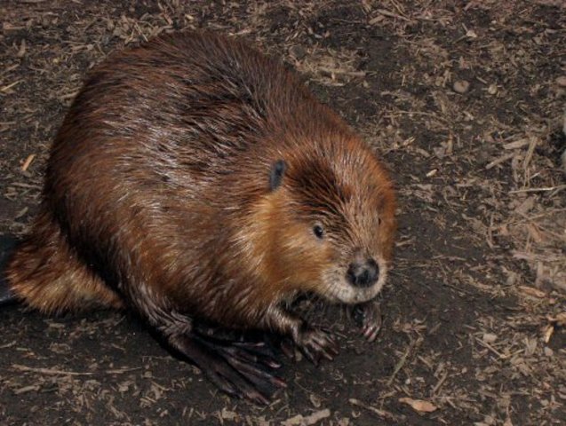 1st symbol and citations