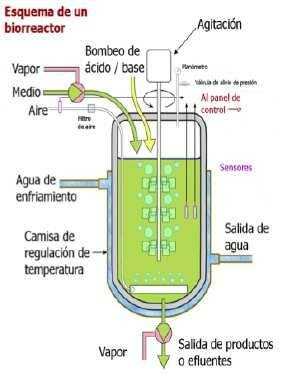 Biorreactor para producir Quitosán.