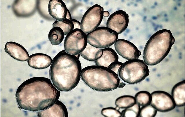 Producción de levadura