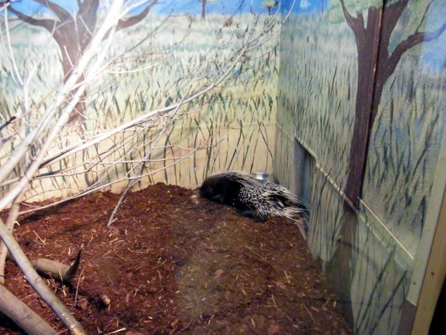 Zoo: Safari Canisius