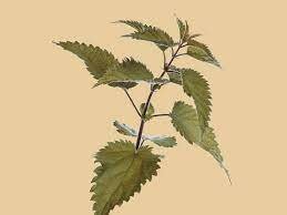 How do they treat disease