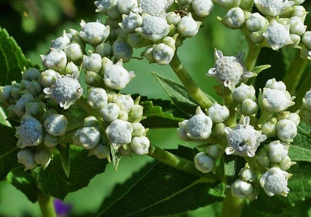 Treatment used today