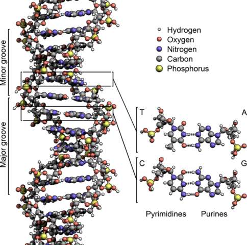 Francis Crick and James Watson