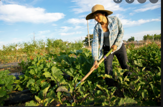 farmers markets on the rise
