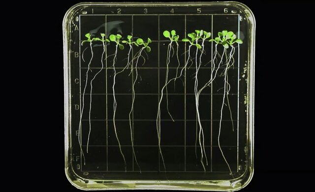 LE PRIME PIANTE E ANIMALI RECUPERATE VIVE DALL'ORBITA