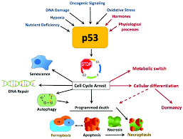tumor suppressor gene p53