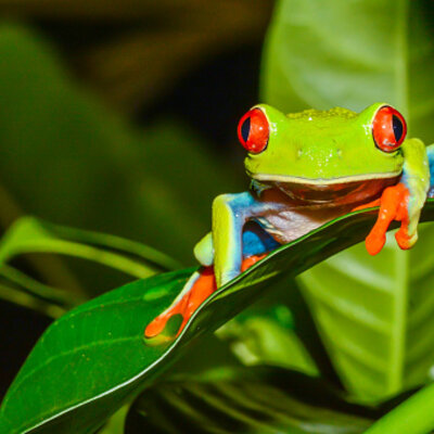 Timeline: NORMAS INTERNACIONALES PARA REGULAR LA EXPLOTACIÓN DE BIODIVERSIDAD