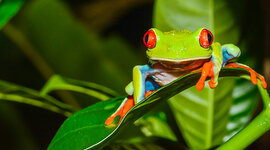 Timeline: NORMAS INTERNACIONALES PARA REGULAR LA EXPLOTACIÓN DE BIODIVERSIDAD