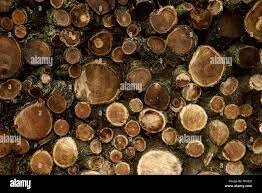 Troncos y pilares (Estructuras)