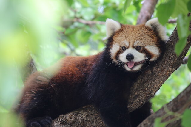 Church of Lukumi Babalu v. Hialeah