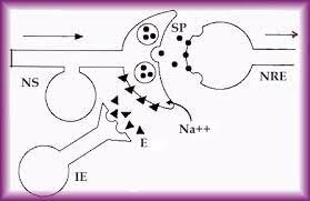 Primer periodo de enriquecimiento sináptico - desarrollo motor