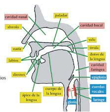 Consolidación sistema fonológico - desarrollo cognitivo.