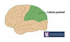 Desarrollo de areas de asociación frontal y parietal - Desarrollo cognitivo
