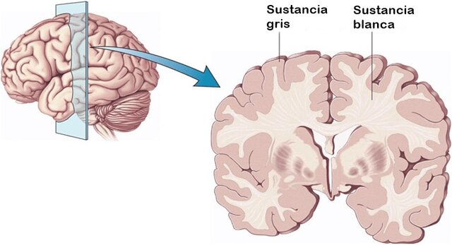 Desarrollo sustancia gris - Desarrollo cognitivo