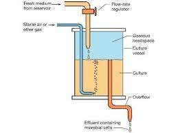 Biorreactor continuo