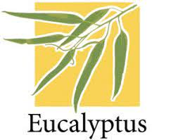 Eucalyptus