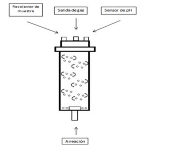 Investigaciones de biorreactor de columna de burbujas
