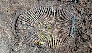 Ediacara elustiku teke