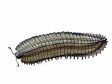 Anthropleura
