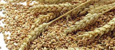 Gaines Dwarf Wheat