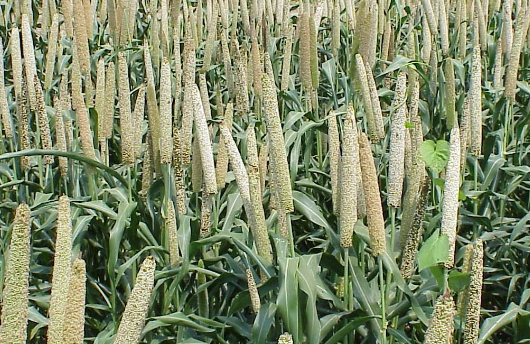 New Hybrid of Millet Seeds