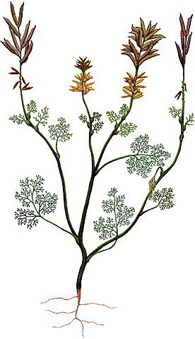 Archefructus