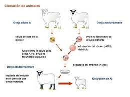 CLONACIÓN: OVEJA DOLL: