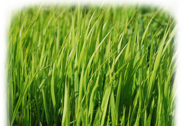 symbol - Grass