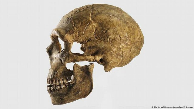 Homo Sapiens