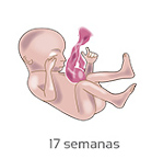Semana 13 a 19