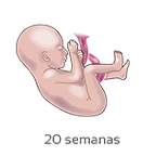 Semana 20 a 23