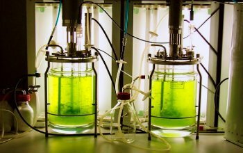 Obtención de Compuestos Antioxidantes a partir de Moras