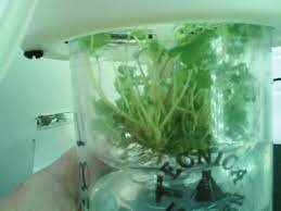 Diseño y Automatización de Biorreactor para Sistemas de Inmersión Temporal