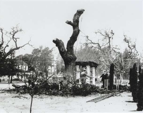 1932 Image of Oak Tree removal from Fremont Park